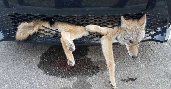 Coyote Survives Getting Stuck in Car 1