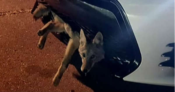 Coyote Survives Getting Stuck in Car 2