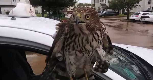 Hurricane Hawk Broke car Seek Refuge harvey 1