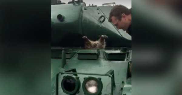 Raccoon Got Stuck Army Tank rescue 3