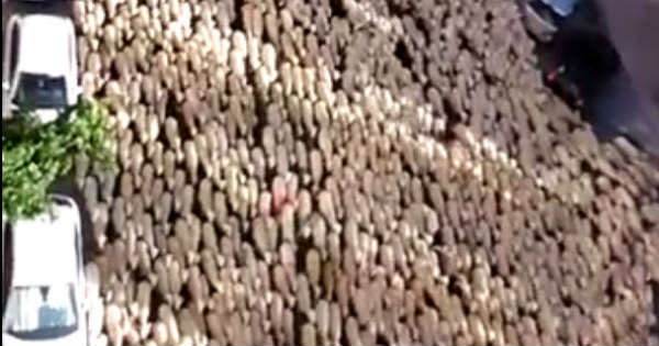 Sheep Blocked The Street In The Center Of The City 2