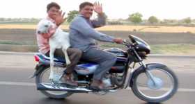 Buy Bike - Get Free Goat 11