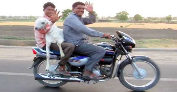 Buy Bike - Get Free Goat 11