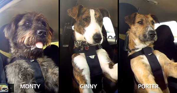 Dog Driving Training 2