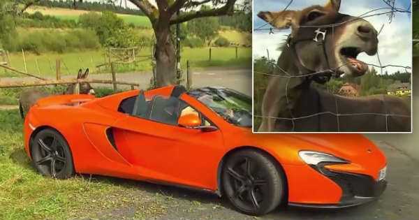Donkey Damage Orange McLaren 650S Spider Bite Carrot 3