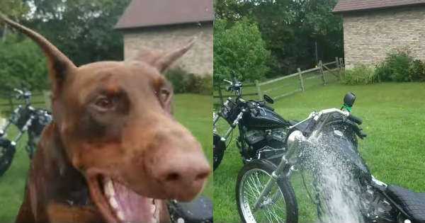 Motorbike Cleaning Is Tough When Your Dog Keeps Jumping For The Hose 11