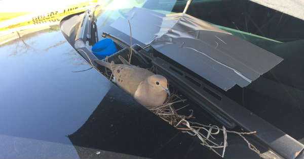 Mourning Dove Built Nest Inside Police Car 2