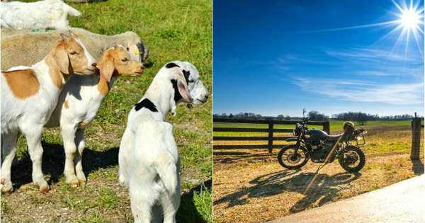 Offer Buy a Bike Get Free Goats India Tamil Nadu 2