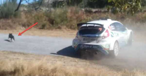 Rally Driver Gives Up Winning In Order To Save A Dog 1