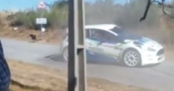 Rally Driver Gives Up Winning In Order To Save A Dog 2