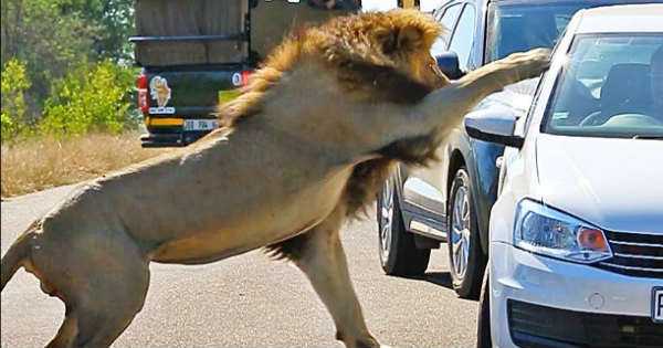 Come Close To An Angry Lion 1