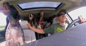 Dogs Go Absolutely Crazy in Car On The Way To Favorite Park 1