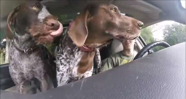 Dogs Go Absolutely Crazy in Car On The Way To Favorite Park 2
