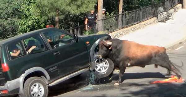 Gore Wheel Drive Bulls Festival 2