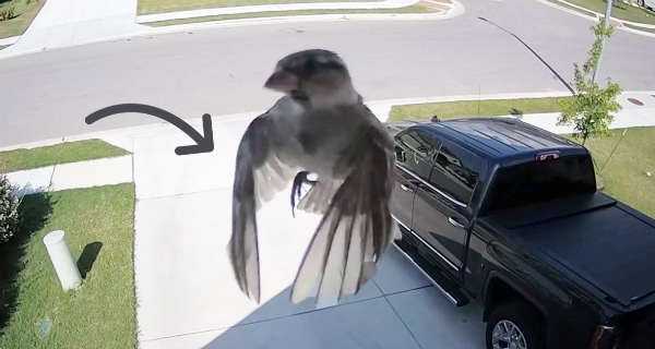 Wings Of This Bird Are Perfectly Synced With The Frame Rate Of This Camera 1