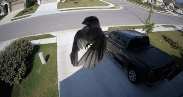 Wings Of This Bird Are Perfectly Synced With The Frame Rate Of This Camera 2