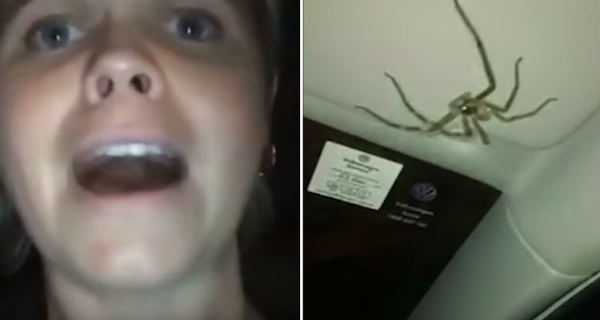 Woman Drives With A Giant Spider In Car For Half An Hour 1