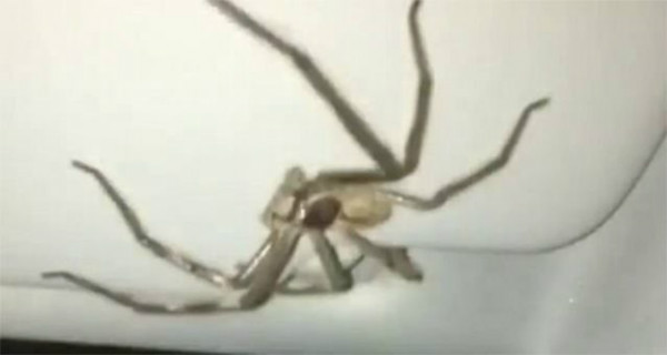 Woman Drives With A Giant Spider In Car For Half An Hour 2