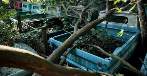 Brand New Classic Trucks With Only Few Miles Found In A Field 1