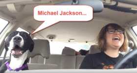 Dog Sings A Song From Michael Jackson In The Car 22