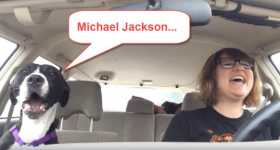 Dog Sings A Song From Michael Jackson In The Car 22