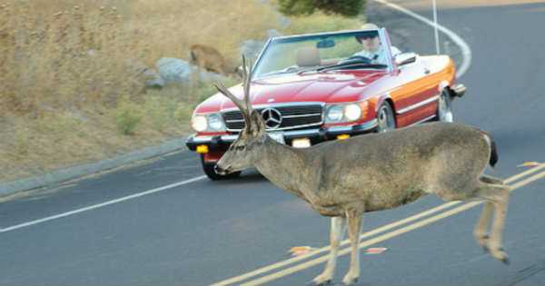 Top Tips on Avoiding Car Accidents While Driving 2